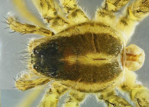 Pardosa monticola